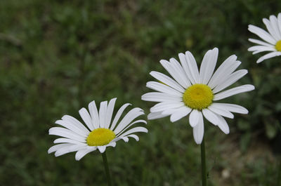 Close-up of white daisy flower on field