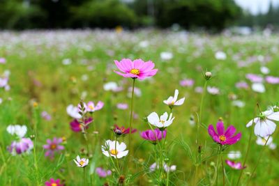 Close-up of pink flowering plants on field