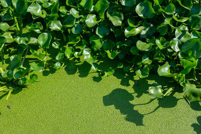 High angle view of shadow on tree in garden