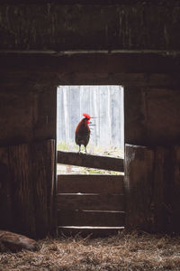 Bird perching on wood