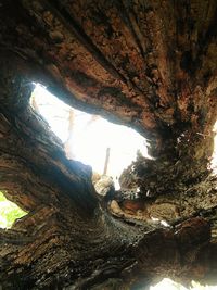 Low angle view of trees