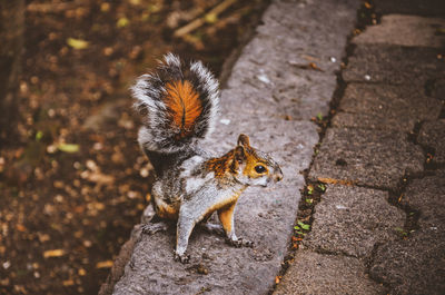 High angle view of squirrel on footpath