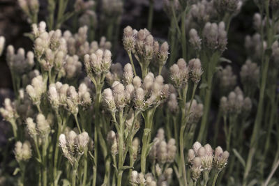 Close-up of flowering plant on field