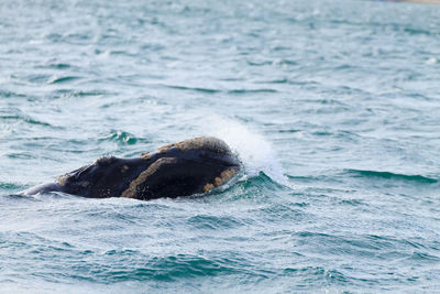 View of turtle swimming in sea