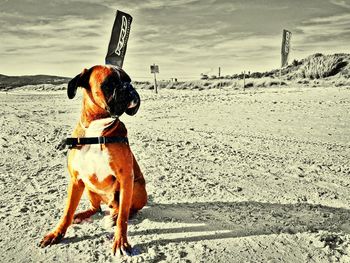 Dog on sand at beach against sky