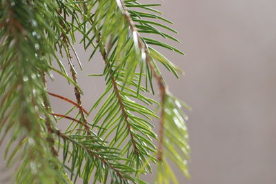 Close-up of palm tree leaves