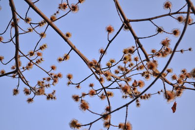 Low angle view of flowers blooming on tree against clear sky