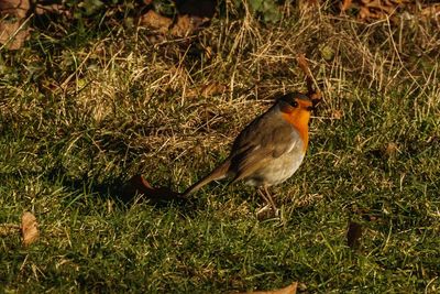 Close-up of bird perching on field