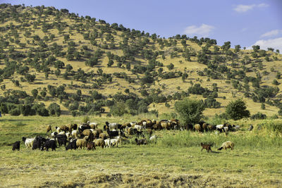 Horses in a field