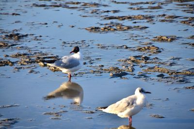 Seagulls on a lake