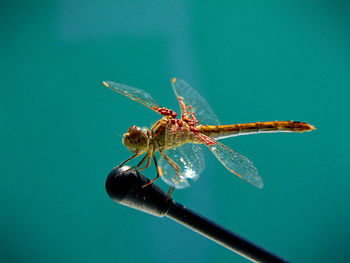 Close-up of dragonfly on metal against turquoise background