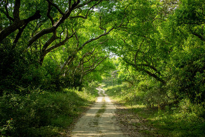 A scenic dirt path going through the jim corbett national park at india