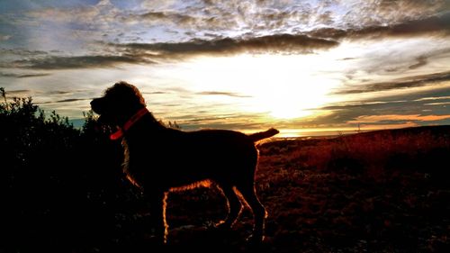 Dog standing on field at sunset