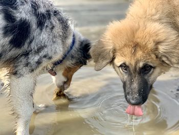 Portrait of dog drinking water