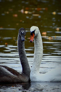 Close-up of swans swimming in lake