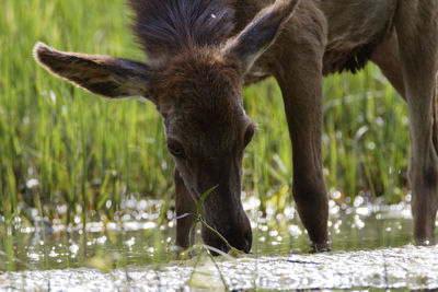 Red deer from kopacki rit, croatia