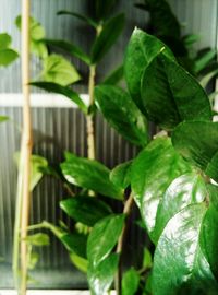 Close-up of green leaves