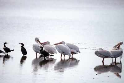 Flock of birds in lake