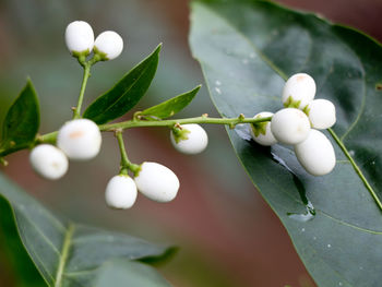 Close-up of white flowering plant