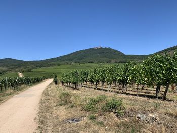 Scenic view of vineyard against clear sky