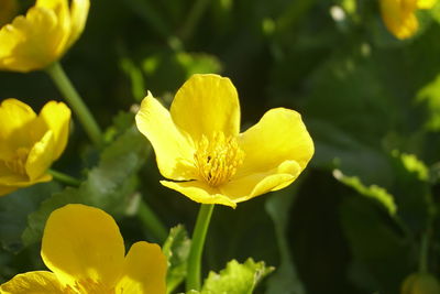 Close-up of yellow flowering plant