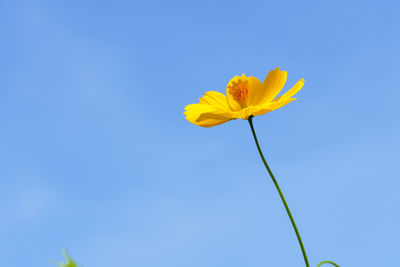 Low angle view of yellow flowering plant against blue sky