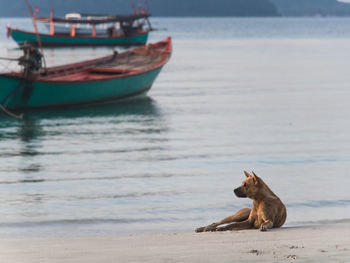 Big dog relaxing on the beach at sunrise.