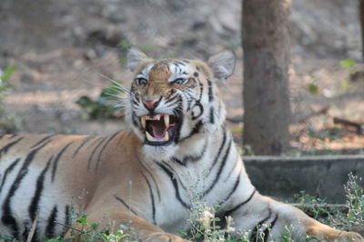 Portrait of tiger in zoo