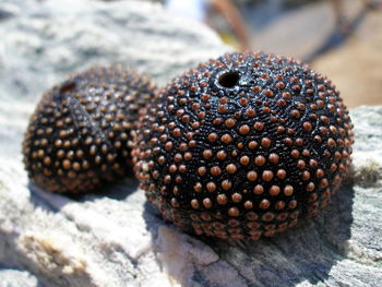 Close-up of sea urchins on rock