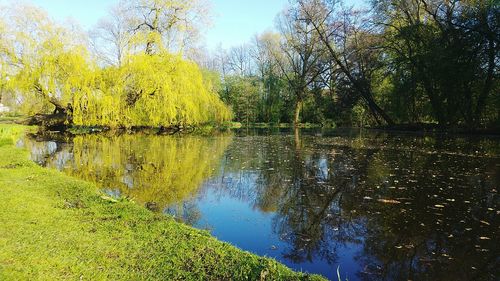 Reflection of trees in lake against sky