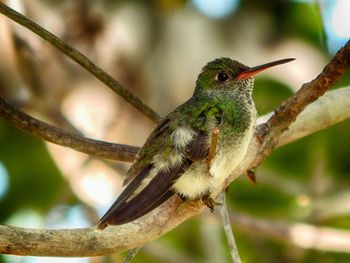 Close-up of bird perching on tree