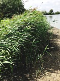 Close-up of grass on field by lake against sky
