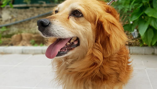 Close-up of dog looking away