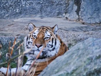 Cat sitting on rock