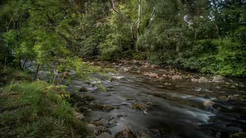 Stream flowing amidst trees in forest