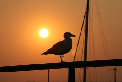 Silhouette seagull perching on railing against orange sky