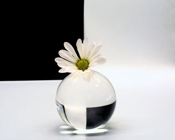 Close-up of white flower in glass