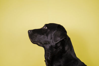 Black dog looking away against yellow background