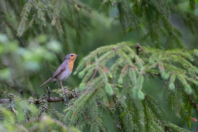 Bird perching on a tree