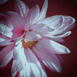 Close-up of white flowers blooming outdoors