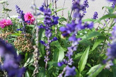 Close-up of purple flowering plants on field