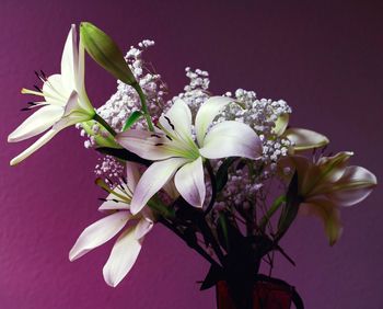 Close-up of white flowers blooming against gray background