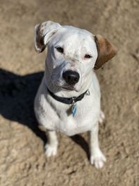 High angle portrait of dog on land