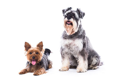 Portrait of dog over white background