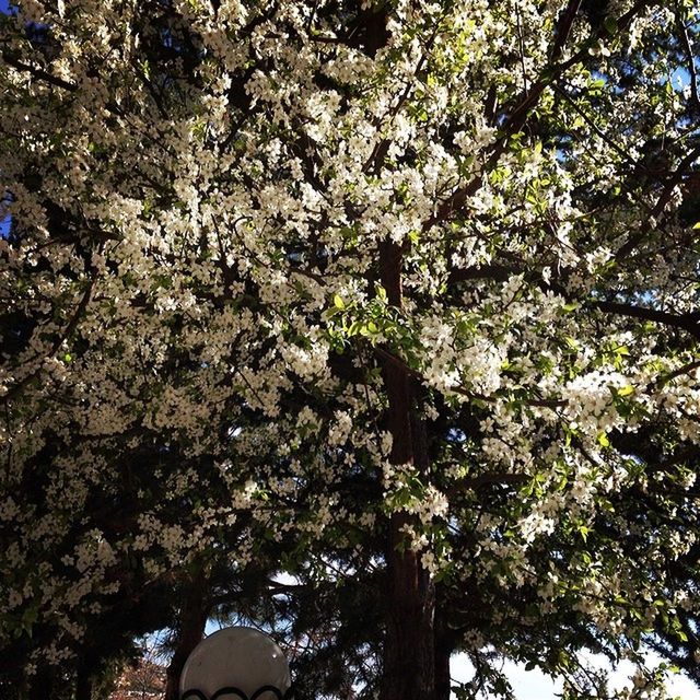 tree, branch, low angle view, growth, nature, flower, beauty in nature, cherry blossom, freshness, blossom, cherry tree, day, outdoors, tranquility, springtime, sunlight, tree trunk, no people, white color, sky