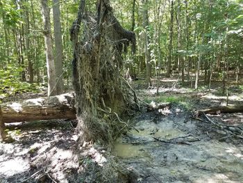 Trees growing in forest