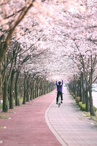 Rear view of man cycling with arms raised on footpath amidst cherry blossom trees