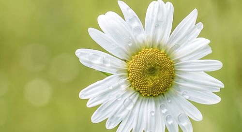 Close-up of white flower blooming outdoors