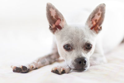 Close-up portrait of dog