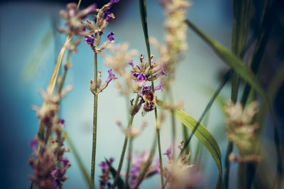 Close-up of bee on purple flowers